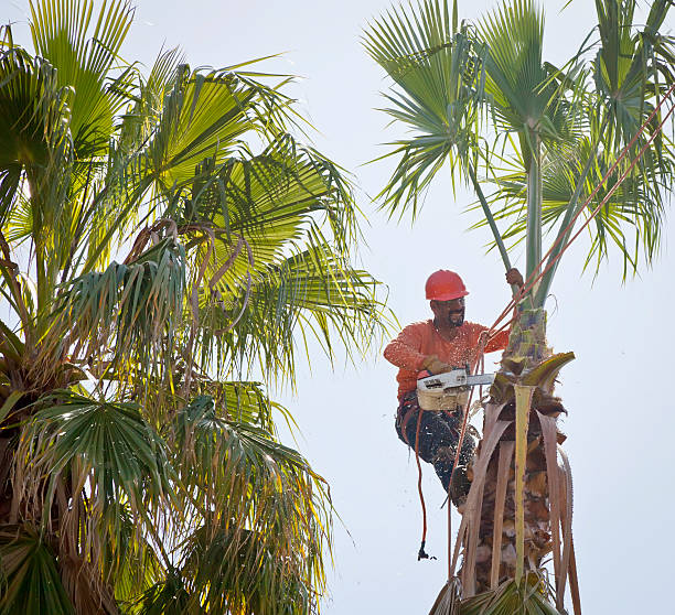 Best Residential Tree Removal  in Sterling, KS